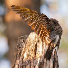 Wingtip 